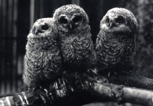 Three young Tawny Owls sit on a branch by Frederick William Bond
